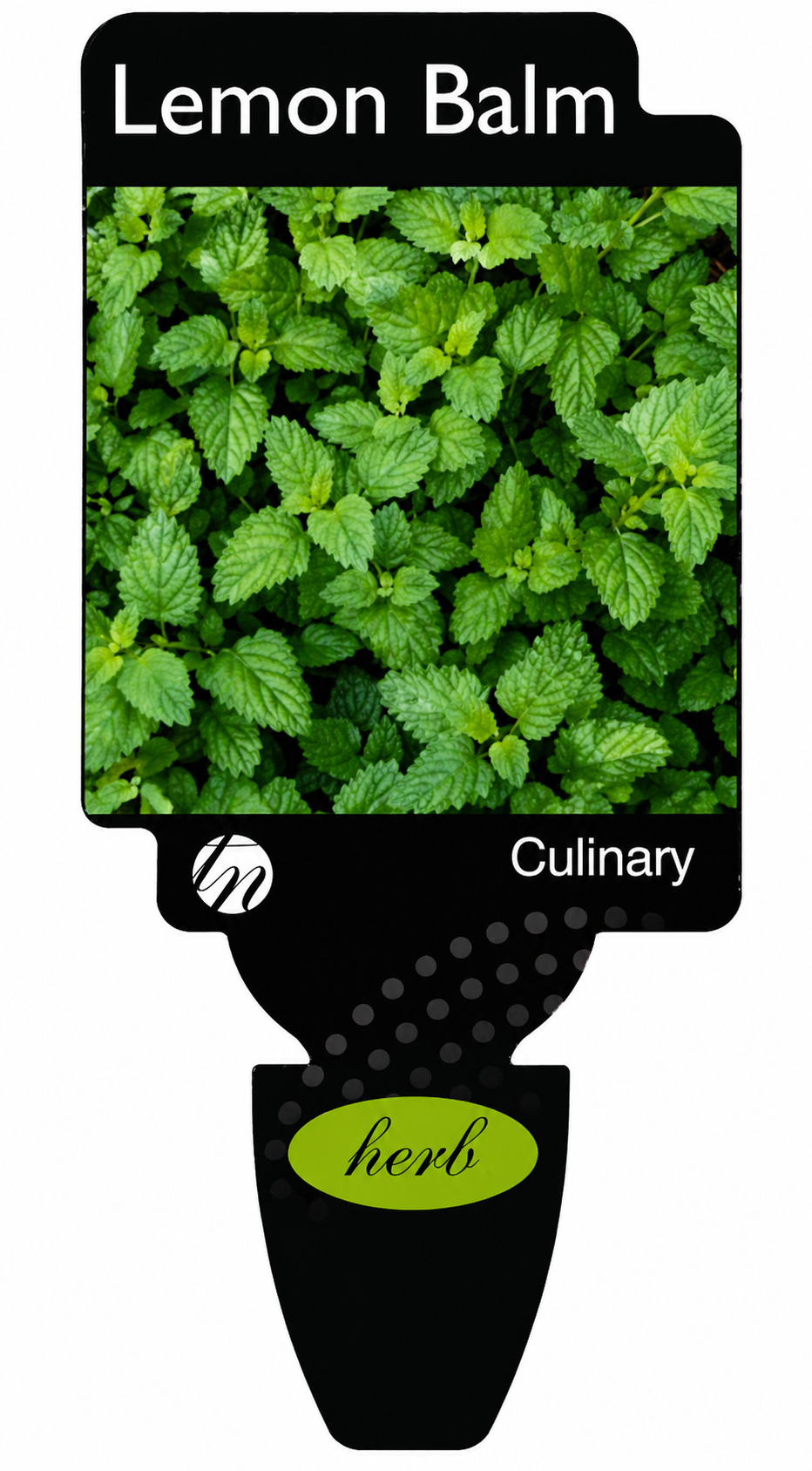 Balm - Lemon Melissa officinalis