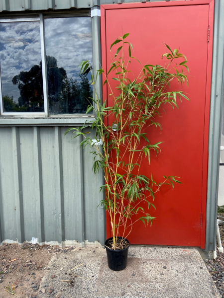 Bambusa eutuldoides