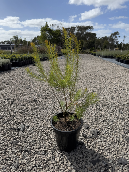 Banksia Giant Candles