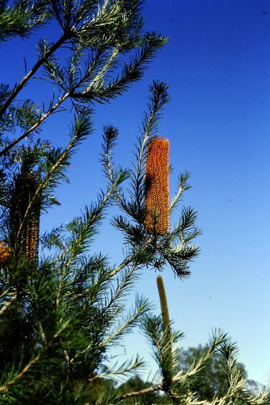 Banksia Giant Candles