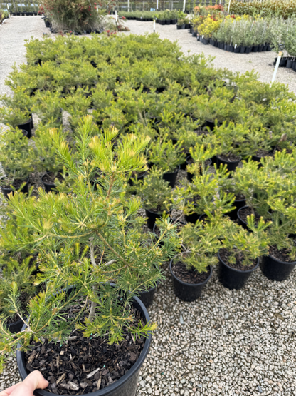 Banksia Birdsong