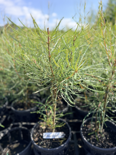 Banksia occidentalis