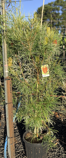 Banksia occidentalis