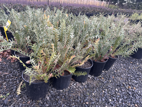 Banksia blechnifolia