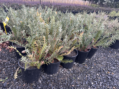 Banksia blechnifolia