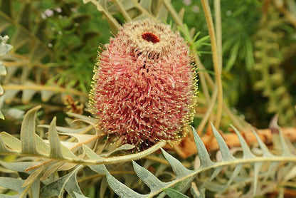 Banksia blechnifolia
