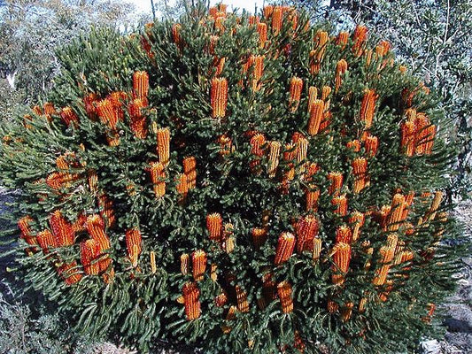 Banksia ericifolia Little Eric