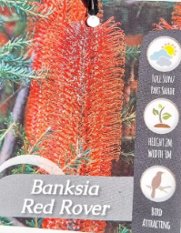 Banksia ericifolia Red Rover