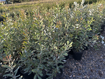 Banksia integrifolia