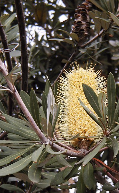 Banksia integrifolia