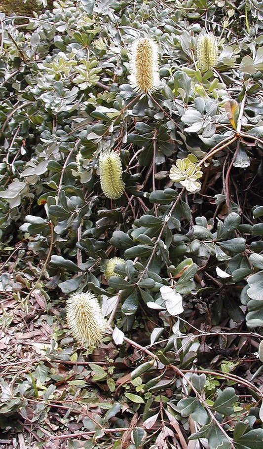 Banksia integrifolia Roller Coaster