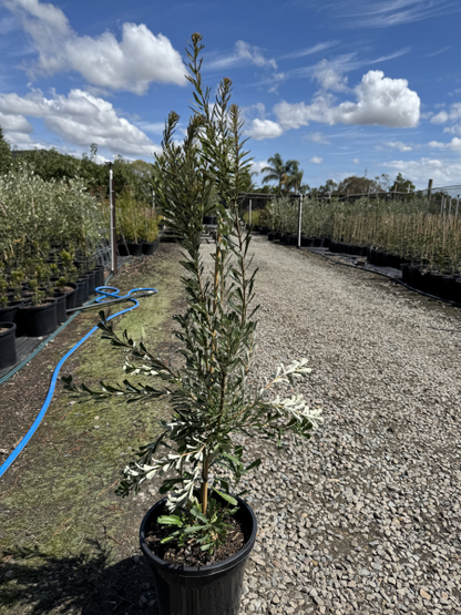 Banksia marginata