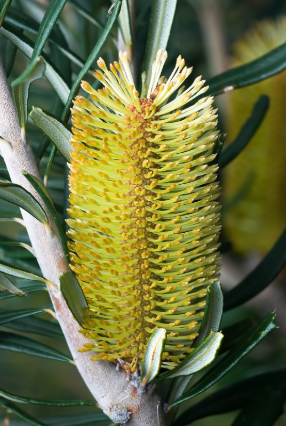 Banksia marginata
