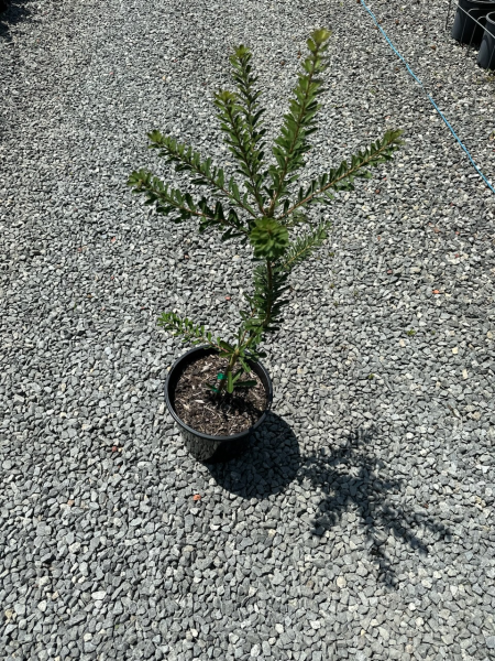 the plant broker