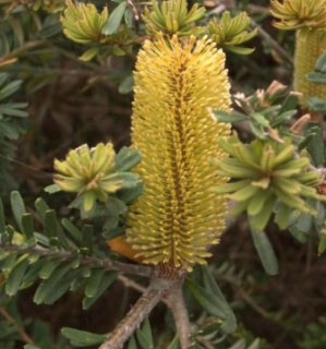 Banksia marginata Mini Marge – The Plant Broker