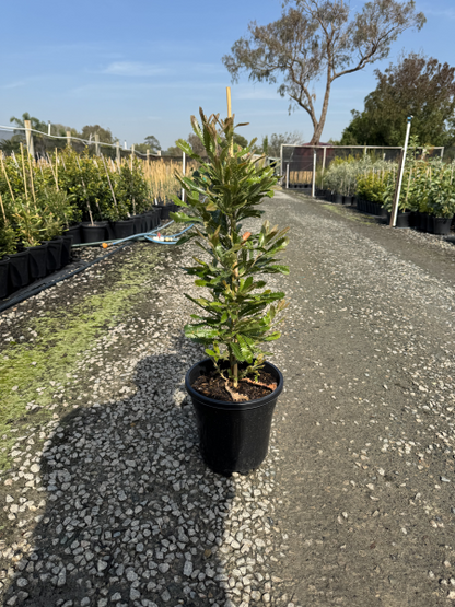 Banksia serrata