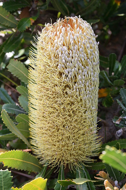 Banksia serrata