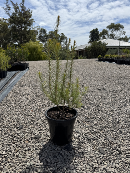 Banksia spinulosa