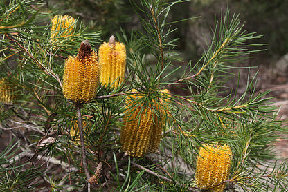 Banksia spinulosa