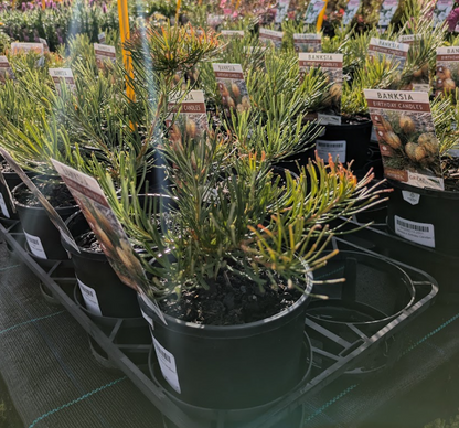 Banksia spinulosa Birthday Candles