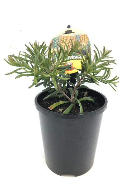 Banksia spinulosa Black Magic