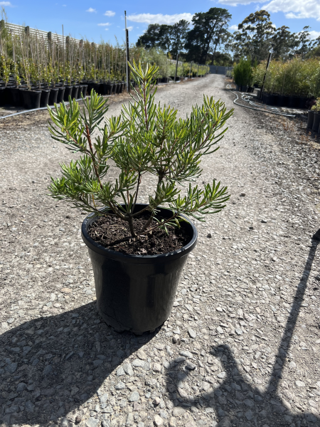 Banksia spinulosa Black Magic