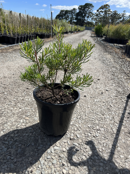 Banksia spinulosa Black Magic