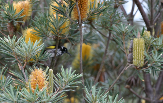 Banksia verticillata
