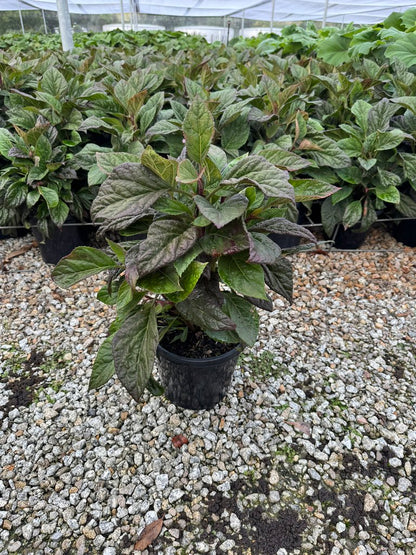 Bartlettina sordida Atrorubens