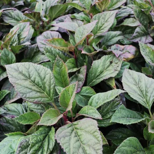 the plant broker