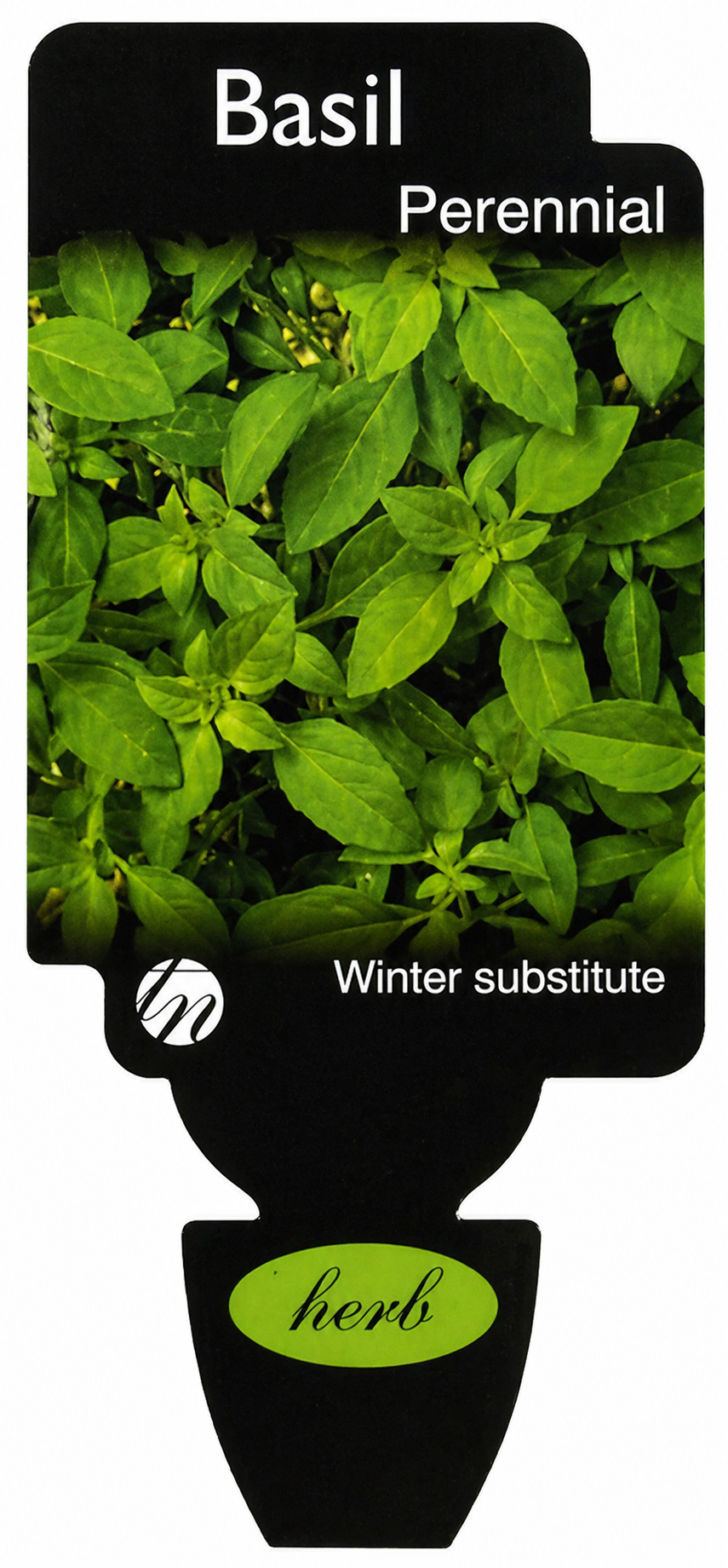 Basil - Perennial Ocimum basilicum