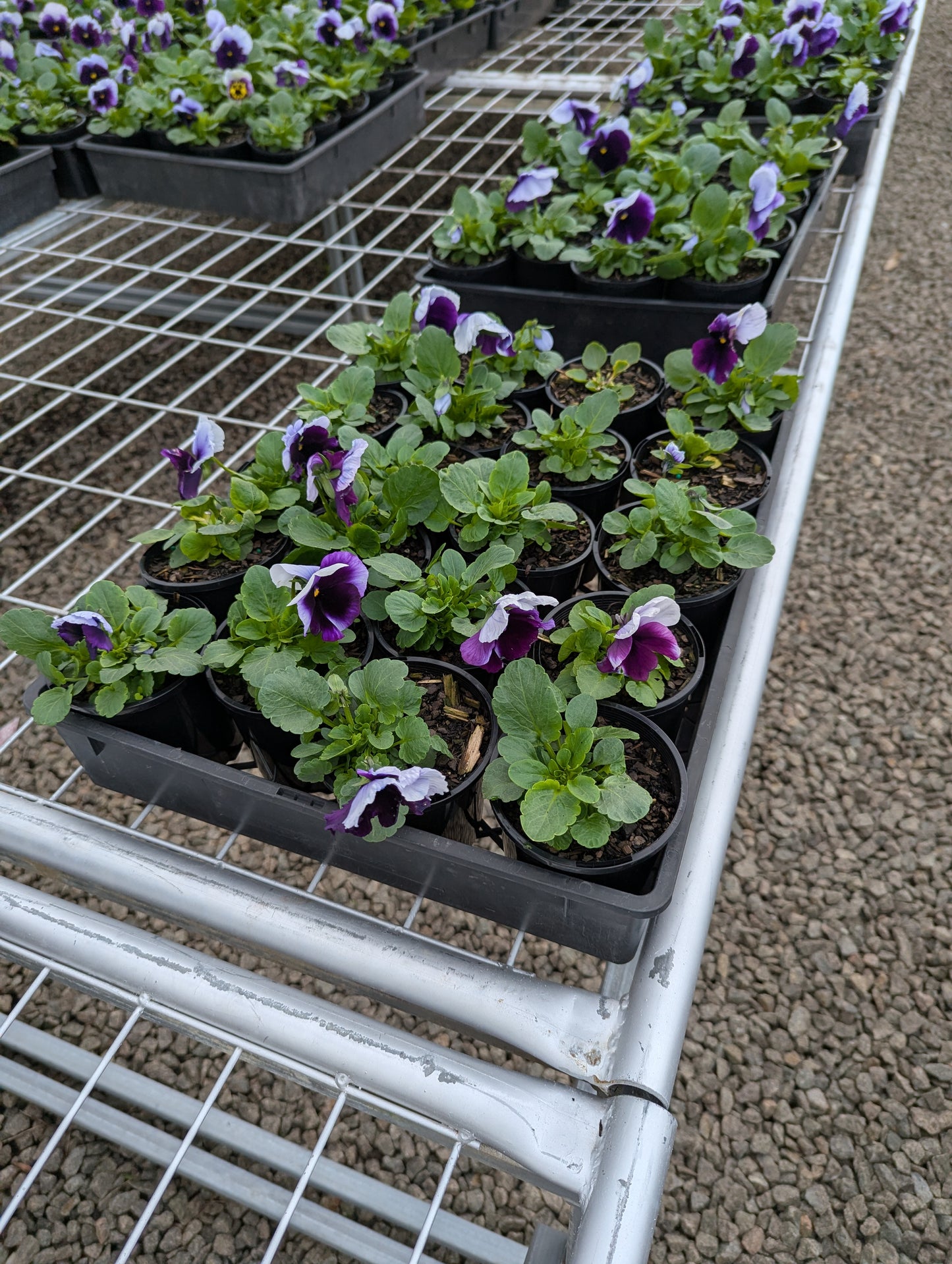 Pansy spp. Beaconsfield
