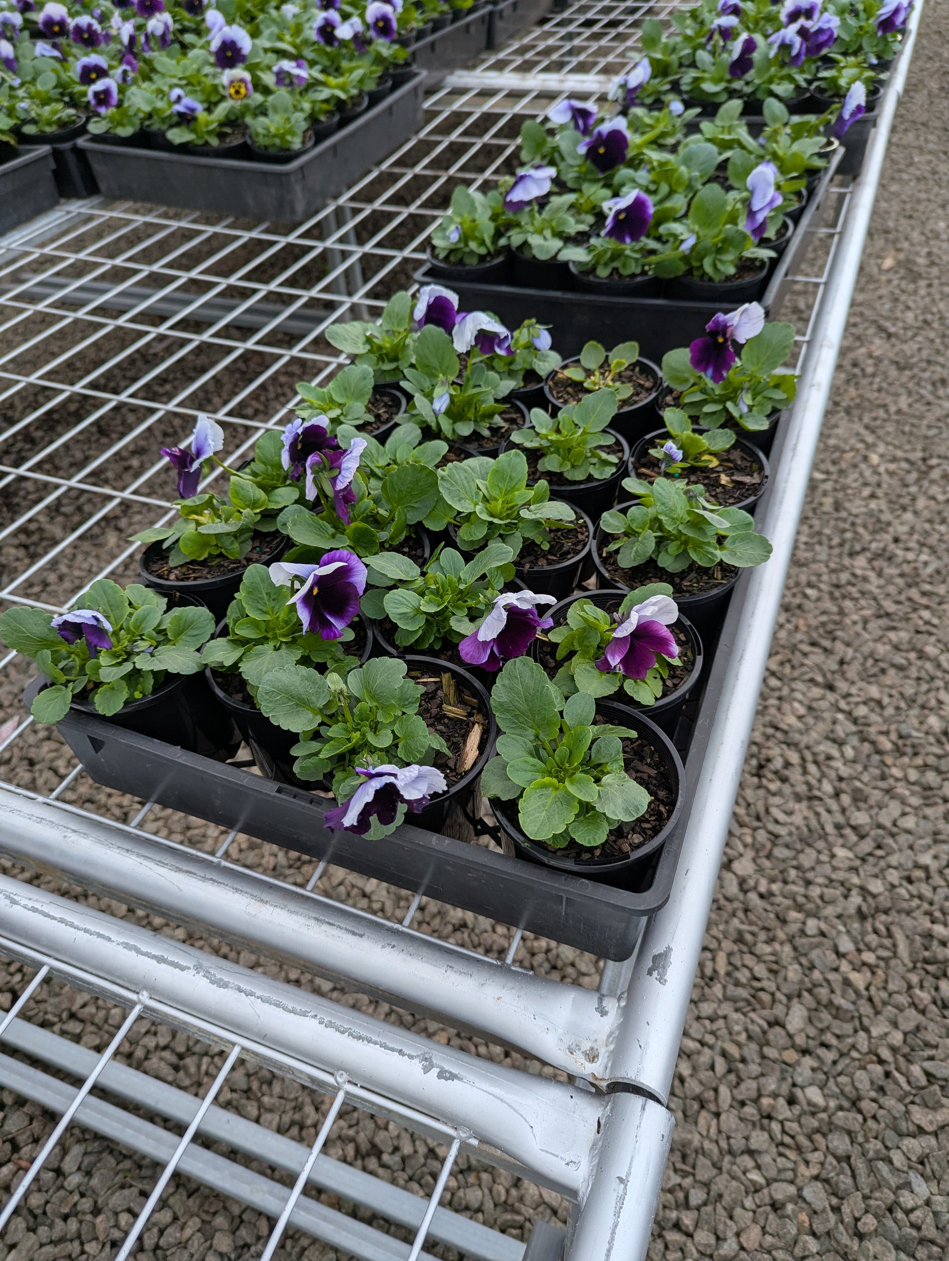 the plant broker