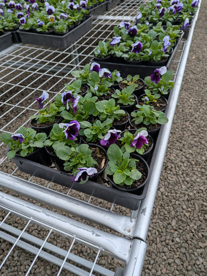 Pansy spp. Beaconsfield