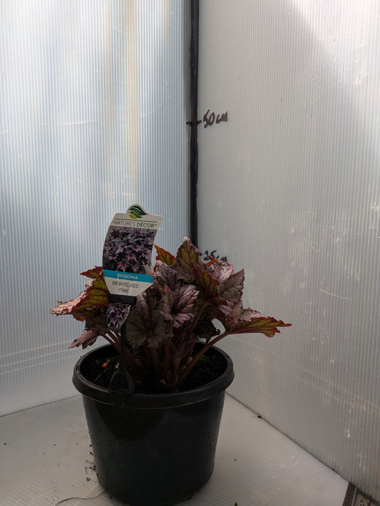 Begonia Bewitched Pink