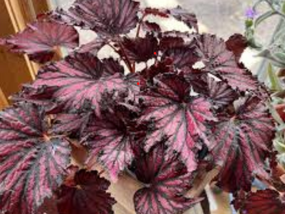 Begonia Bewitched Red/Black