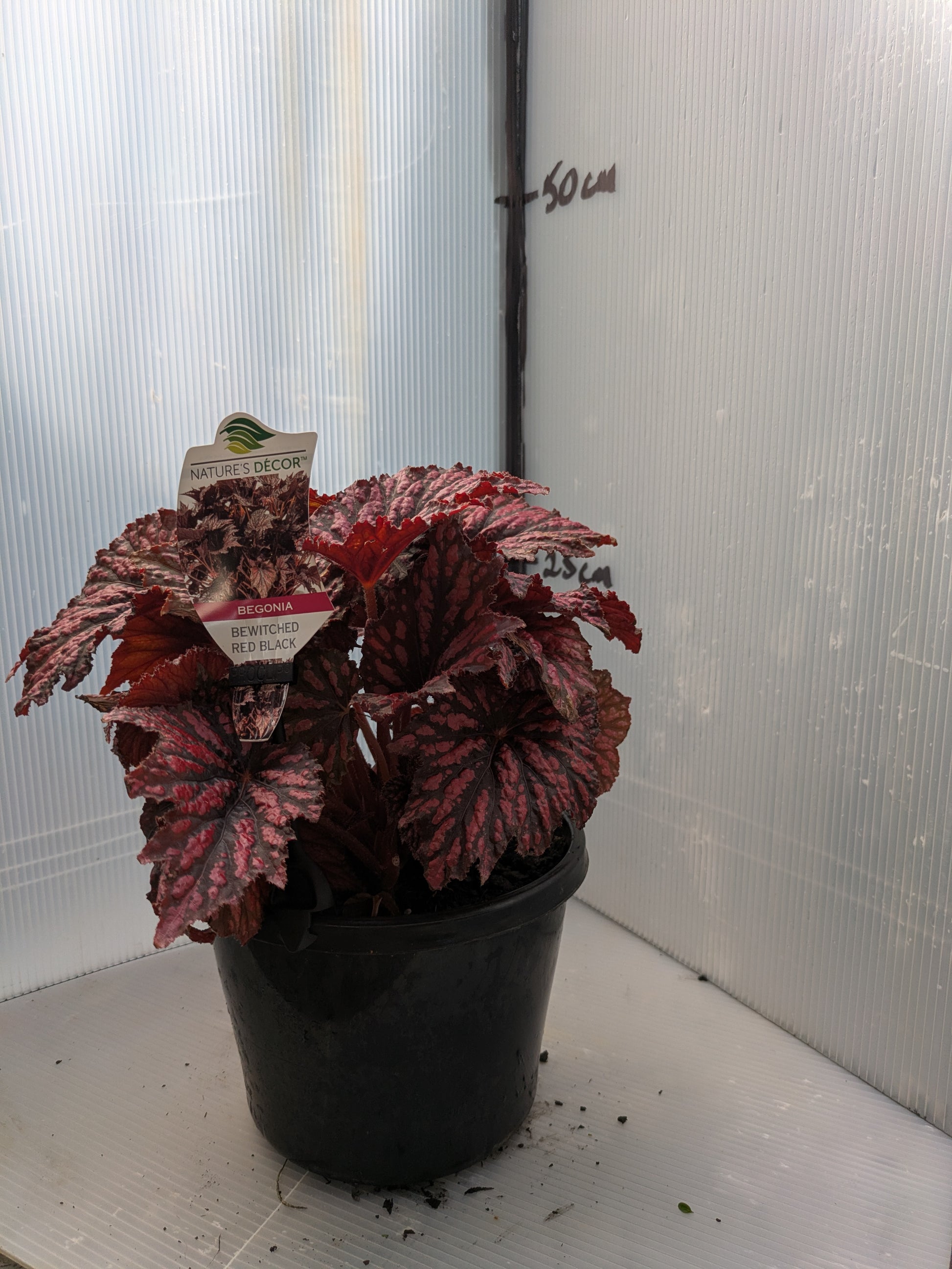 the plant broker