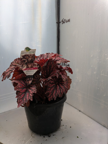 Begonia Bewitched Red/Black