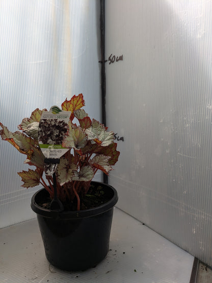 Begonia Bewitched White