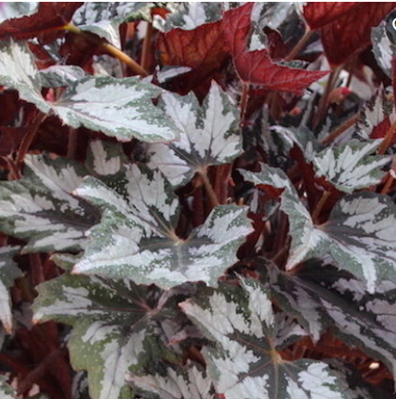 Begonia Bewitched White