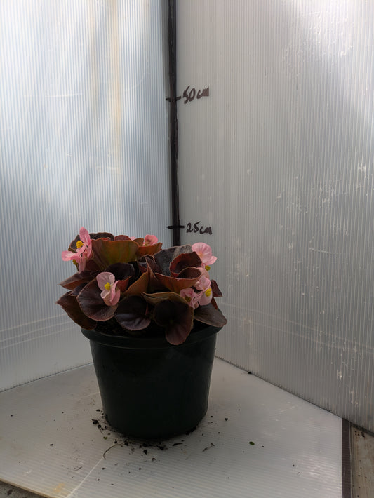 Begonia Gypsy Pink