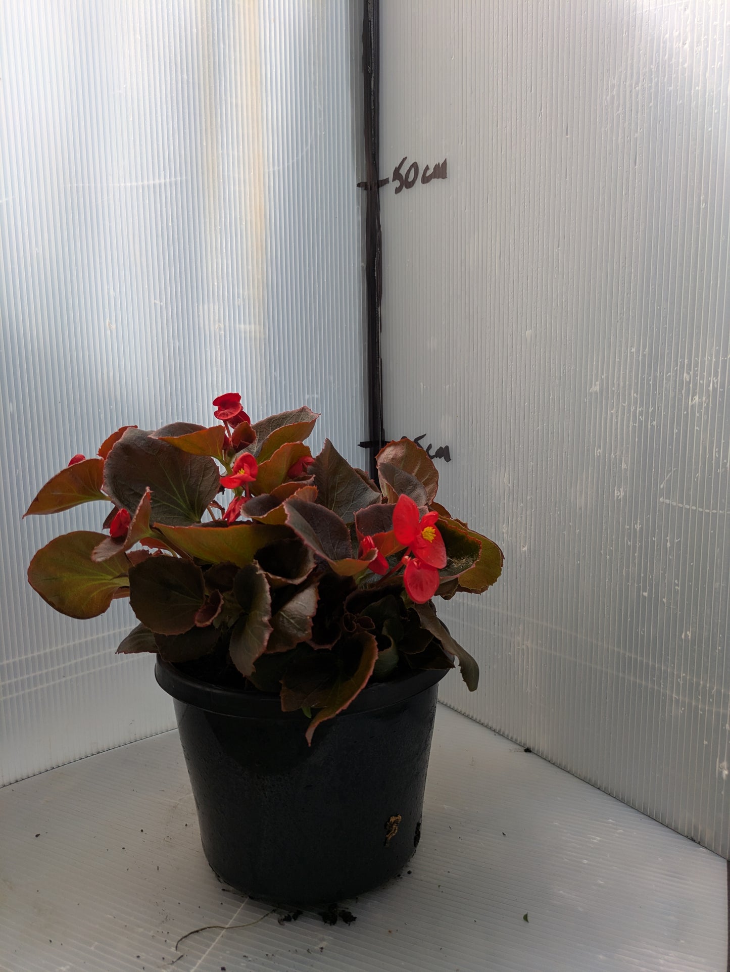 Begonia Gypsy Red