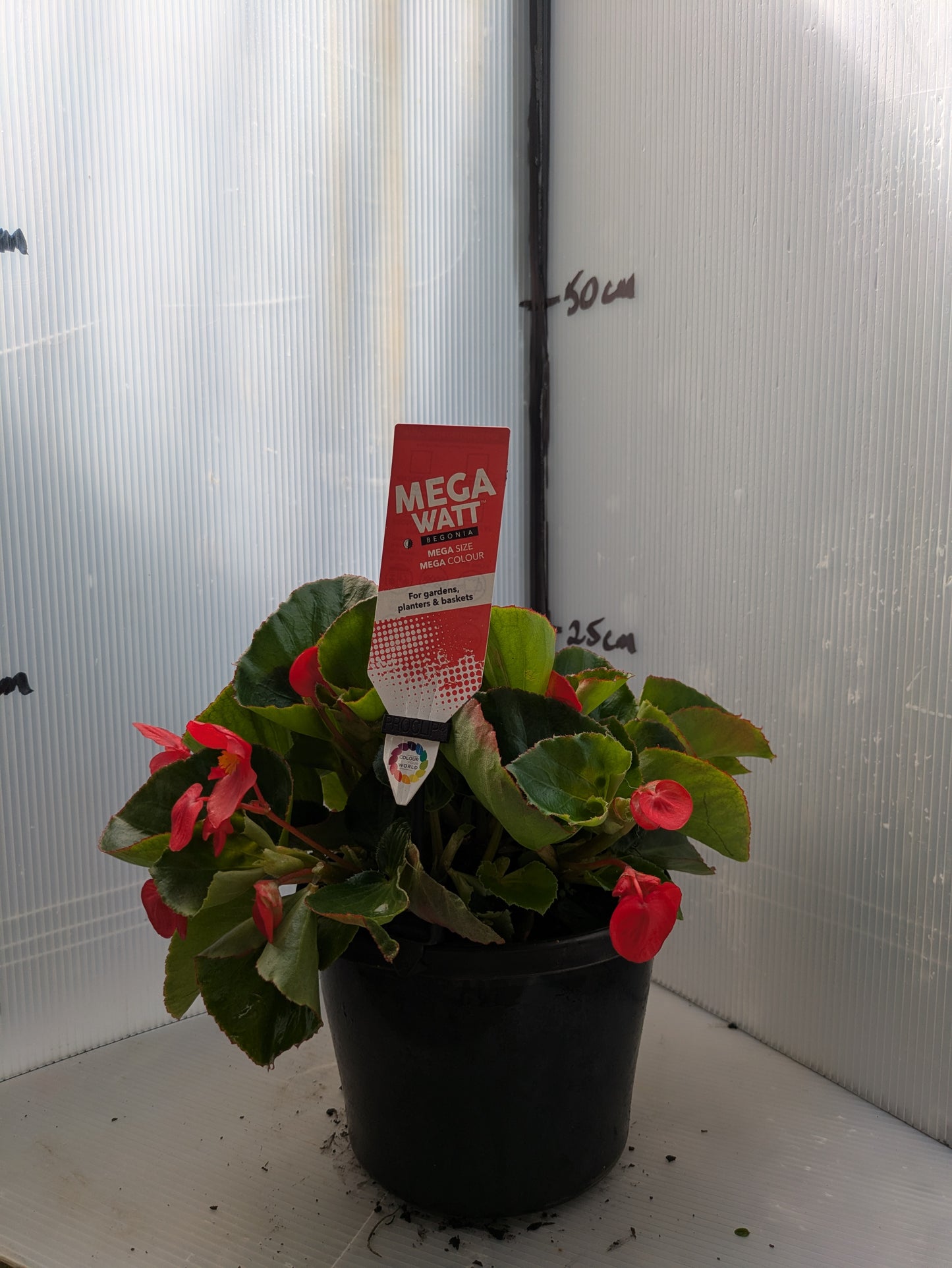 Begonia Megawatt Green Leaf Red
