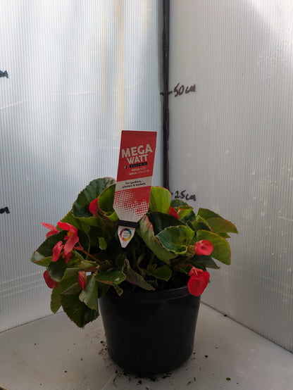 Begonia Megawatt Green Leaf Red
