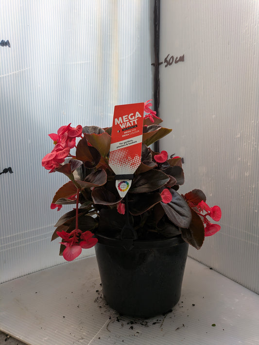 Begonia Megawatt Rose Bronze Leaf