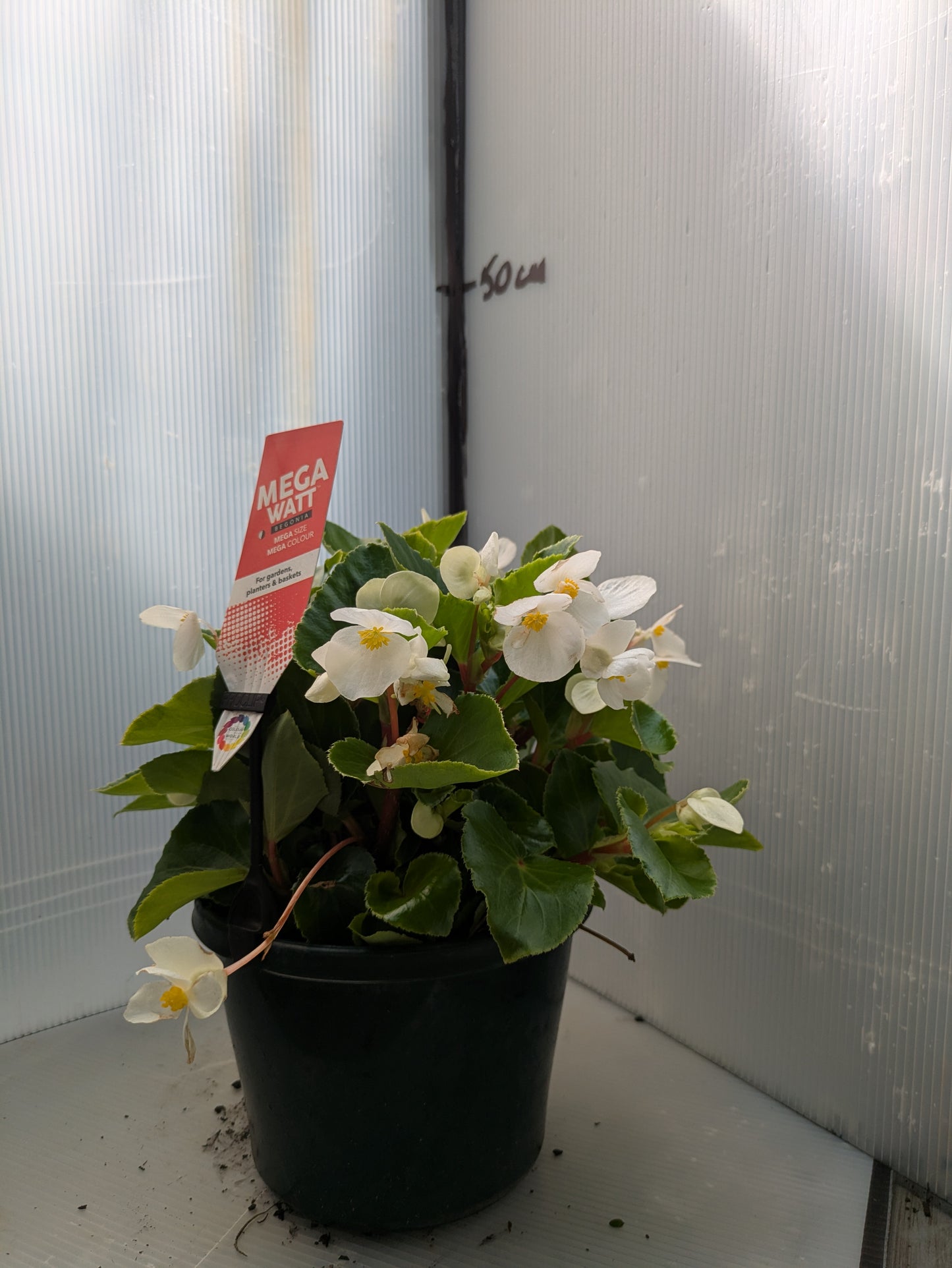 Begonia Megawatt White Green Leaf