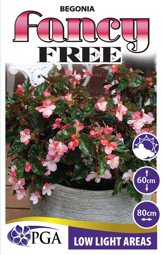 Begonia ‘Fancy Free’