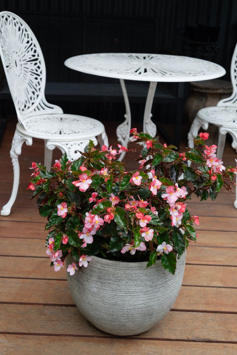 Begonia ‘Fancy Free’