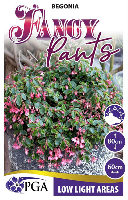 Begonia ‘Fancy Pants’