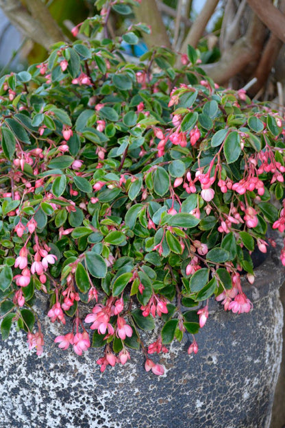 Begonia ‘Fancy Pants’